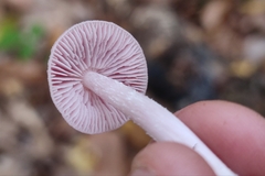 Mycena rosea