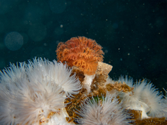 Schizobranchia insignis