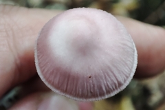 Mycena rosea