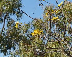 Cochlospermum gillivraei