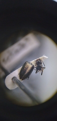 Bembidion recticolle