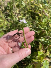 Murdannia keisak