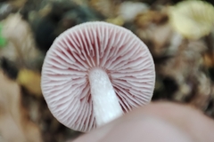 Mycena rosea