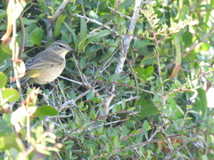 Setophaga palmarum palmarum