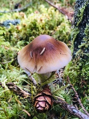 Cortinarius seidliae