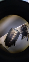 Bembidion recticolle