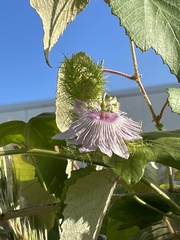Passiflora ciliata