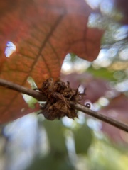 Callirhytis seminator
