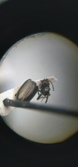 Bembidion recticolle