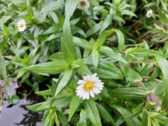 Jaegeria bellidiflora