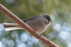 Junco hyemalis caniceps