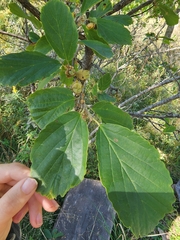 Hamamelis
