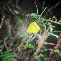 Eurema mandarina