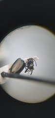 Bembidion recticolle