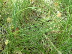 Carex brizoides