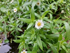 Jaegeria bellidiflora