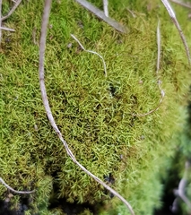 Trichostomum crispulum