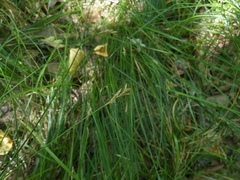 Carex brizoides