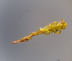 Trichostomum crispulum