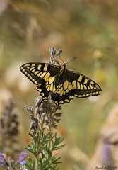 Papilio saharae