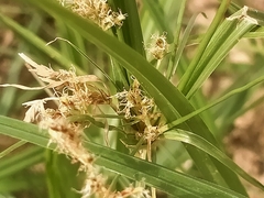 Cyperus longus