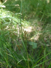 Carex brizoides