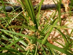 Cyperus longus