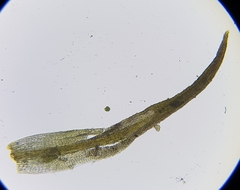 Trichostomum crispulum