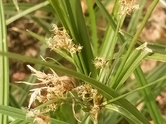 Cyperus longus