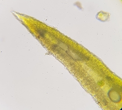 Trichostomum crispulum