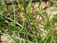 Cyperus longus