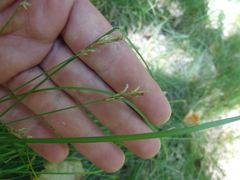 Carex brizoides