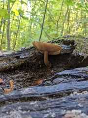 Pluteus umbrosus