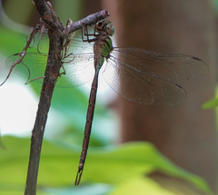 Triacanthagyna trifida