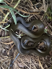 Lycodonomorphus rufulus