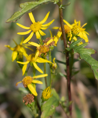 Senecio inaequidens