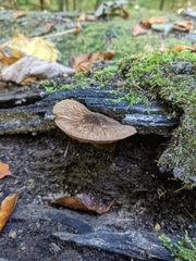 Pluteus umbrosus