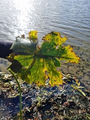 Nuphar lutea