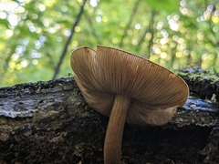 Pluteus umbrosus