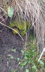 Trichostomum crispulum