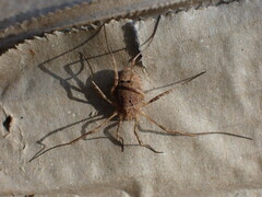 Odiellus spinosus