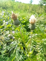 Cirsium tataricum