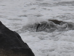 Hydrobates leucorhous