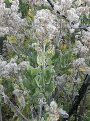 Acrisione denticulata