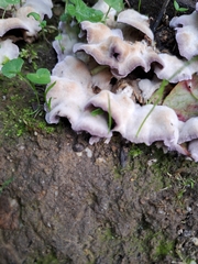 Chondrostereum purpureum