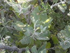 Acrisione denticulata