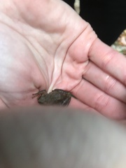 Pseudacris triseriata