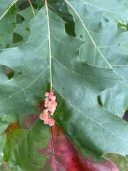 Callirhytis piperoides