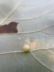 Caryomyia deflexipili