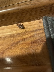 Periplaneta americana